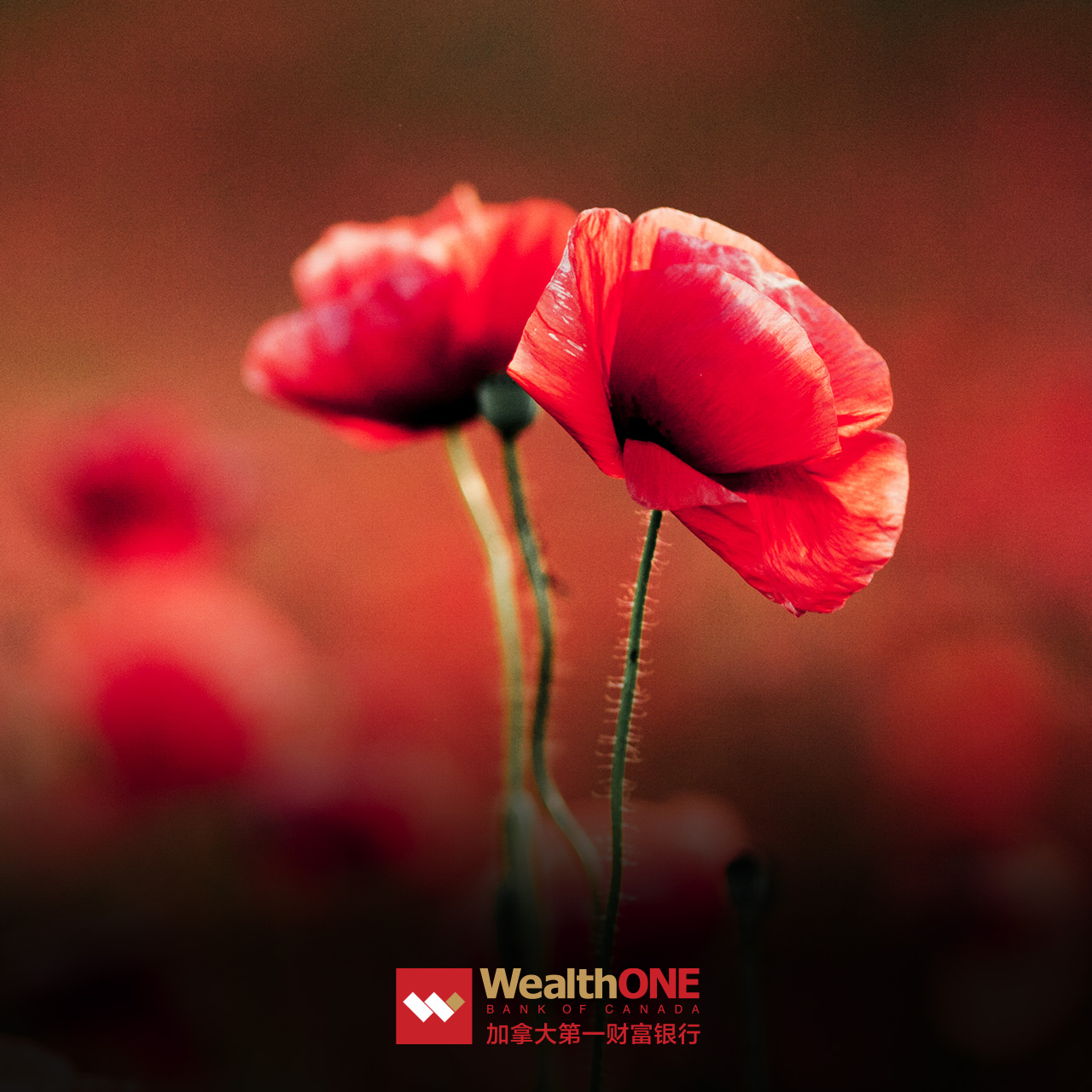 Two poppy flowers and a logo of WealthONE bank